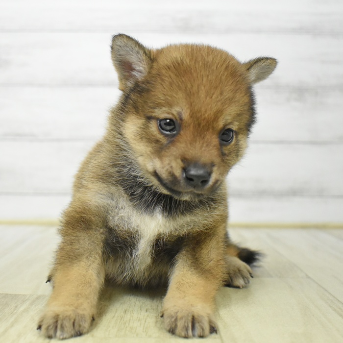 神奈川県の豆柴 (犬の家＆猫の里元住吉ブレーメン通り店/2025年7月20日生まれ/男の子/赤)の子犬