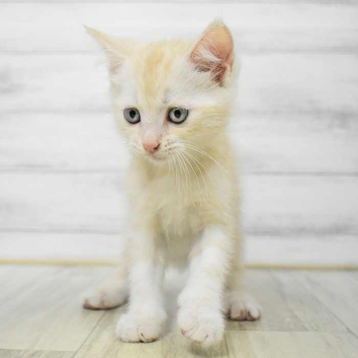 千葉県のマンチカン (犬の家＆猫の里ワンズモール稲毛店/2025年7月19日生まれ/男の子/クリームタビーホワイト)の子猫の2枚目の画像