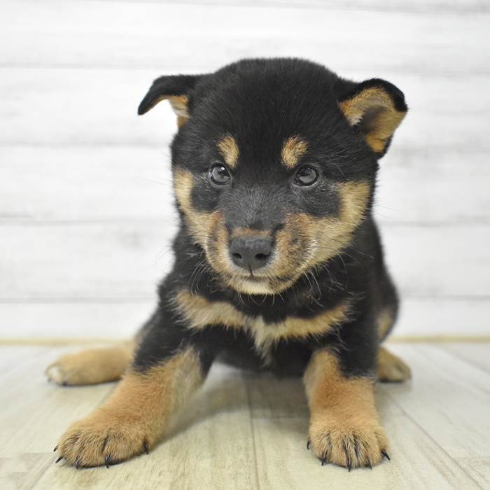 愛知県の柴犬(標準サイズ) (犬の家＆猫の里豊田店/2025年7月18日生まれ/女の子/黒)の子犬