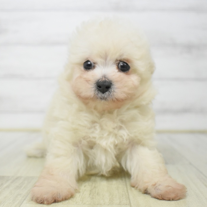愛知県のマルプー(マルチーズ×プードル) (犬の家＆猫の里豊川インター店/2025年7月21日生まれ/男の子/クリーム)の子犬