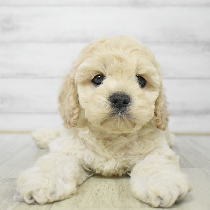 愛知県のハーフ犬・ミックス犬 (犬の家＆猫の里岡崎店/2025年7月21日生まれ/男の子/バフ)の子犬の1枚目の画像