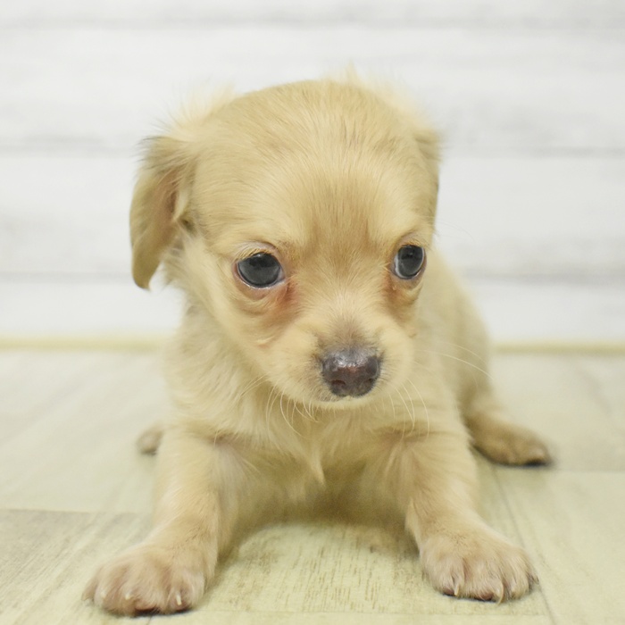 長野県のチワックス(チワワ×ダックス) (犬の家＆猫の里カインズ梓川店/2025年7月19日生まれ/男の子/チョコレートマール)の子犬