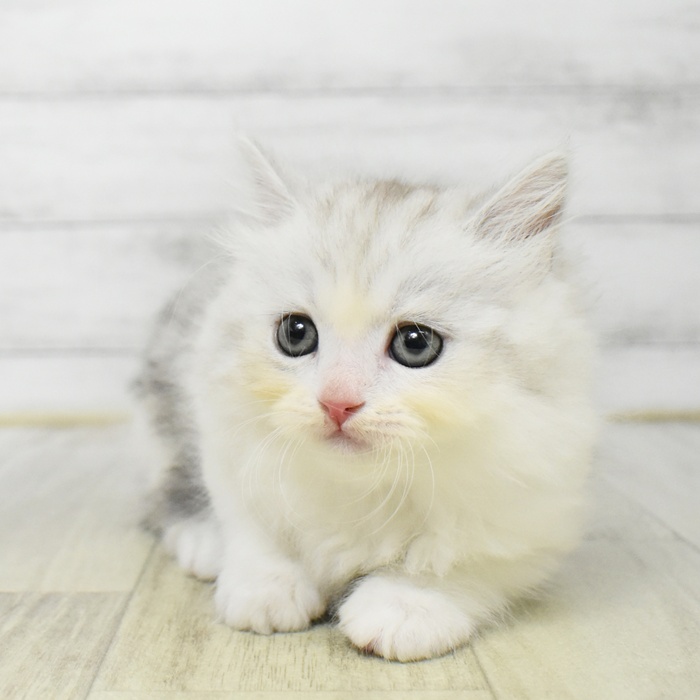 石川県のミヌエット (犬の家＆猫の里アミーゴ金沢有松店/2025年7月22日生まれ/男の子/シルバータビーホワイト)の子猫