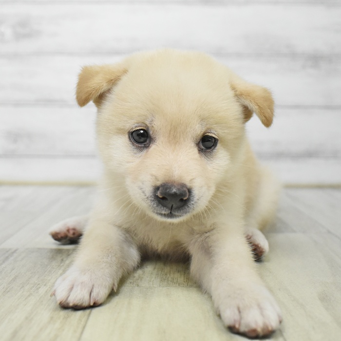 神奈川県の柴犬(標準サイズ) (犬の家＆猫の里モザイクモール港北店/2025年7月22日生まれ/女の子/白)の子犬