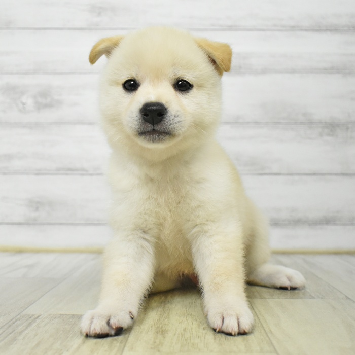 静岡県の柴犬(標準サイズ) (犬の家＆猫の里マークイズ静岡店/2025年7月22日生まれ/男の子/白)の子犬
