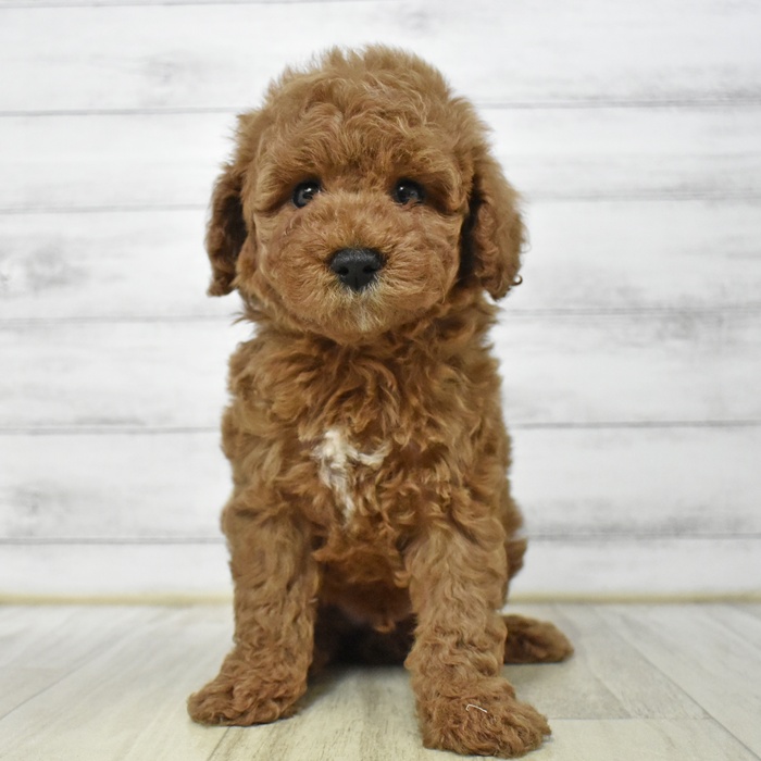 神奈川県のトイプードル(トイ) (犬の家＆猫の里小田原店/2025年7月21日生まれ/男の子/レッド)の子犬の2枚目の画像