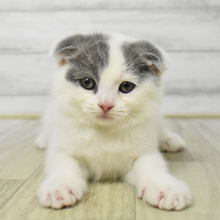 千葉県のスコティッシュフォールド (犬の家＆猫の里BIGHOPガーデンモール印西店/2025年7月22日生まれ/女の子/ブルーホワイト)の子猫