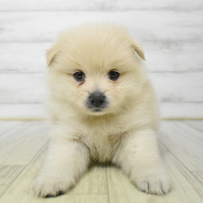 福岡県のハーフ犬・ミックス犬 (犬の家＆猫の里シュロアモール筑紫野店/2025年7月22日生まれ/女の子/クリームホワイト)の子犬