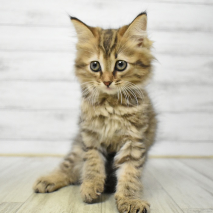 愛知県のサイベリアン (犬の家＆猫の里豊川インター店/2025年7月20日生まれ/女の子/ブラウンタビー)の子猫