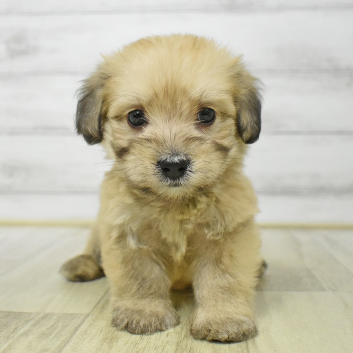 千葉県のマルックス(マルチーズ×ダックス) (犬の家＆猫の里ワンズモール稲毛店/2025年7月22日生まれ/男の子/アプリコット)の子犬