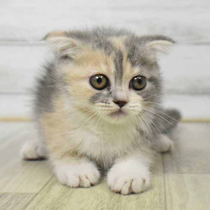 神奈川県のフォールデックス (犬の家＆猫の里モザイクモール港北店/2025年7月19日生まれ/女の子/ダイリュートキャリコ)の子猫