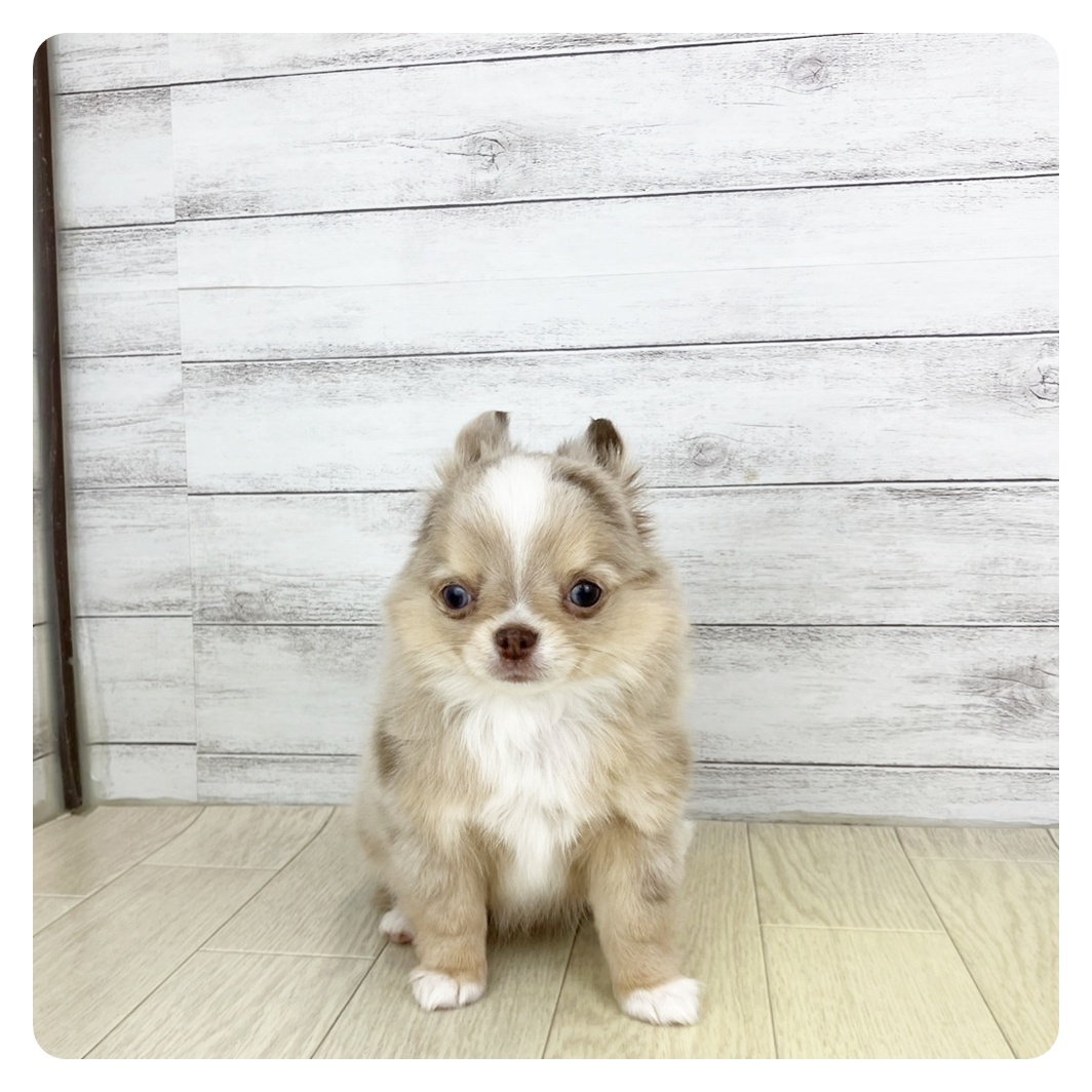 大阪府のチワワ(ロング) (犬の家＆猫の里そよら東岸和田店/2025年7月22日生まれ/男の子/チョコレートマールホワイト)の子犬の3枚目の画像