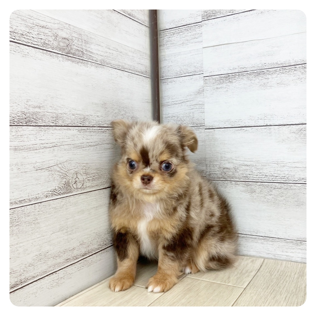大阪府のチワワ(ロング) (犬の家＆猫の里吹田店/2025年7月22日生まれ/男の子/チョコレートマールホワイト)の子犬