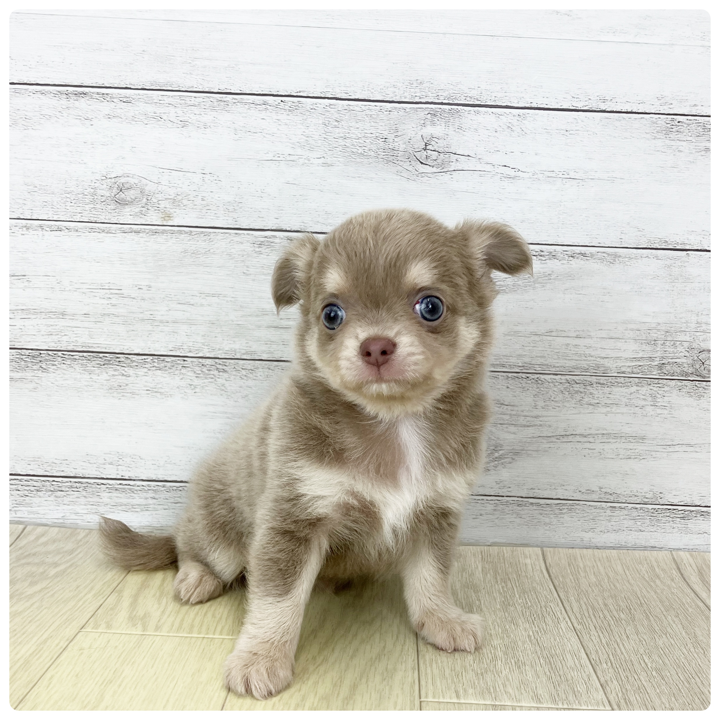 大阪府のチワワ(ロング) (犬の家＆猫の里吹田店/2025年7月22日生まれ/男の子/イザベラクリーム)の子犬の2枚目の画像