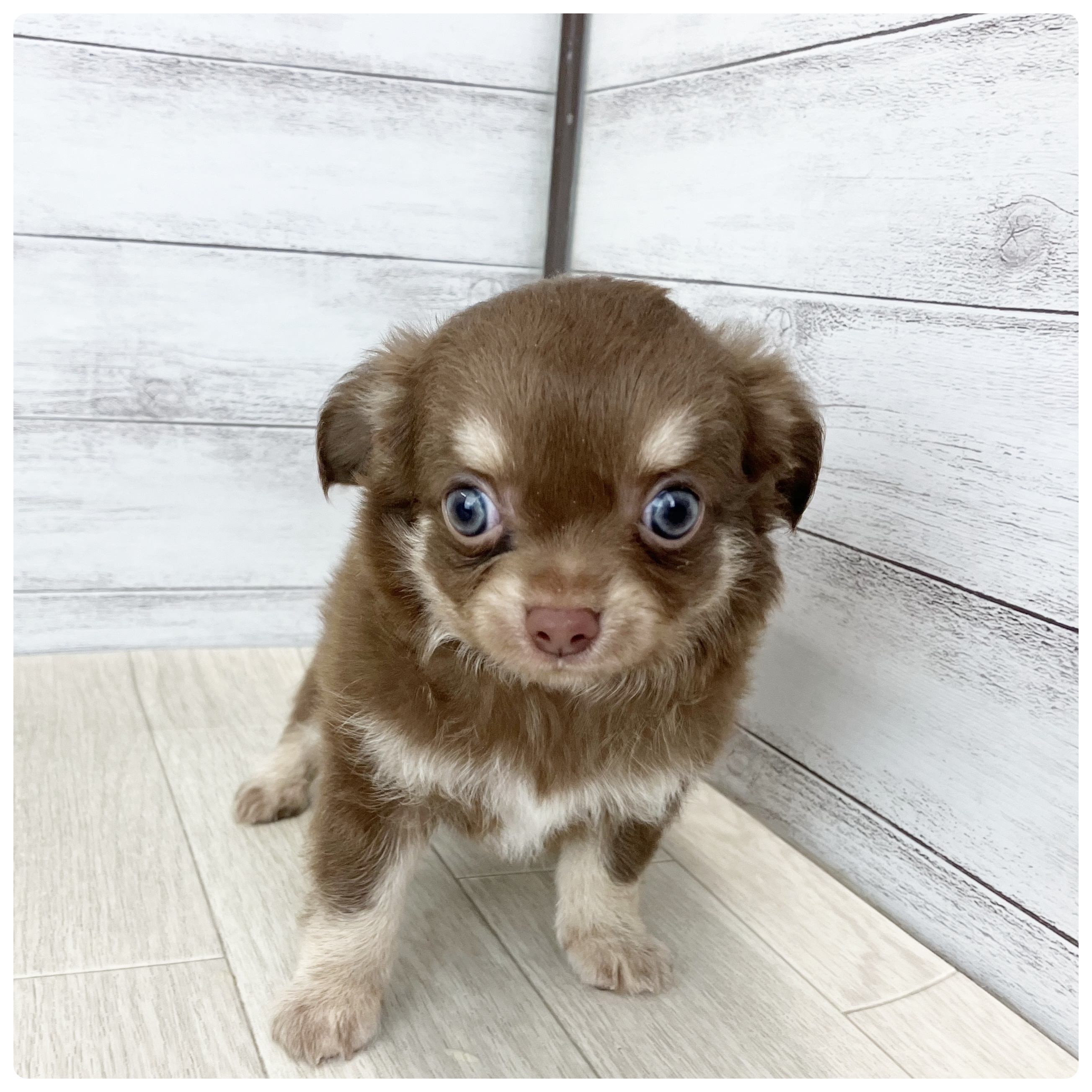 愛知県のチワワ(ロング) (犬の家＆猫の里碧南店/2025年7月22日生まれ/男の子/チョコレートクリーム)の子犬の3枚目の画像