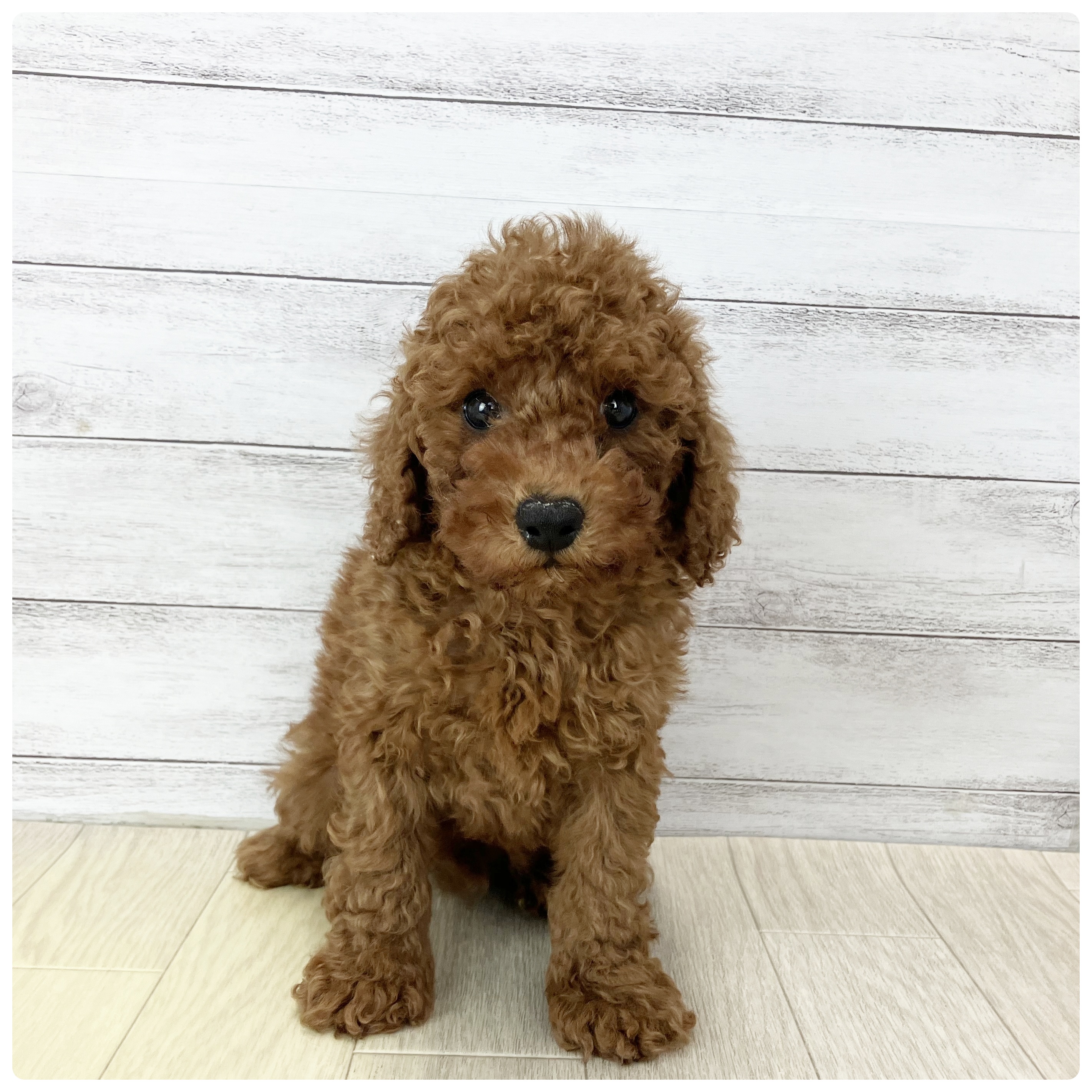 兵庫県のトイプードル(トイ) (犬の家＆猫の里神戸店/2025年7月18日生まれ/男の子/レッド)の子犬の2枚目の画像