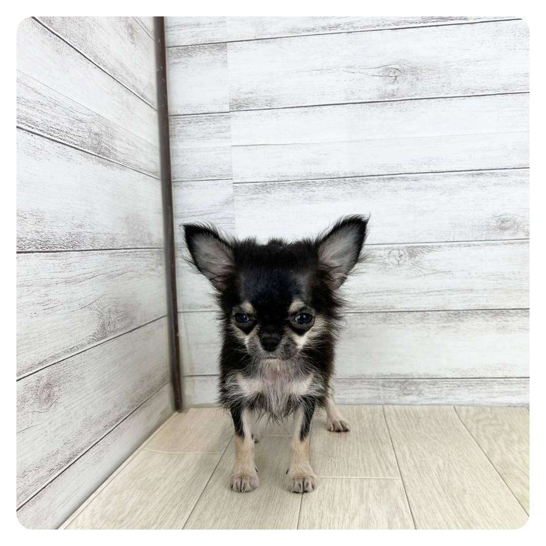 長野県のチワワ(ロング) (犬の家&猫の里長野店/2025年6月1日生まれ/女の子/ブラックタン)の子犬の4枚目の画像