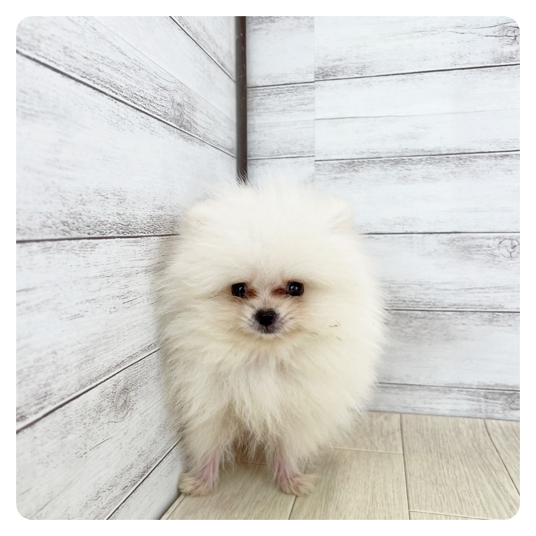 愛知県のポメラニアン (犬の家＆猫の里春日井本店/2025年7月1日生まれ/男の子/クリーム)の子犬