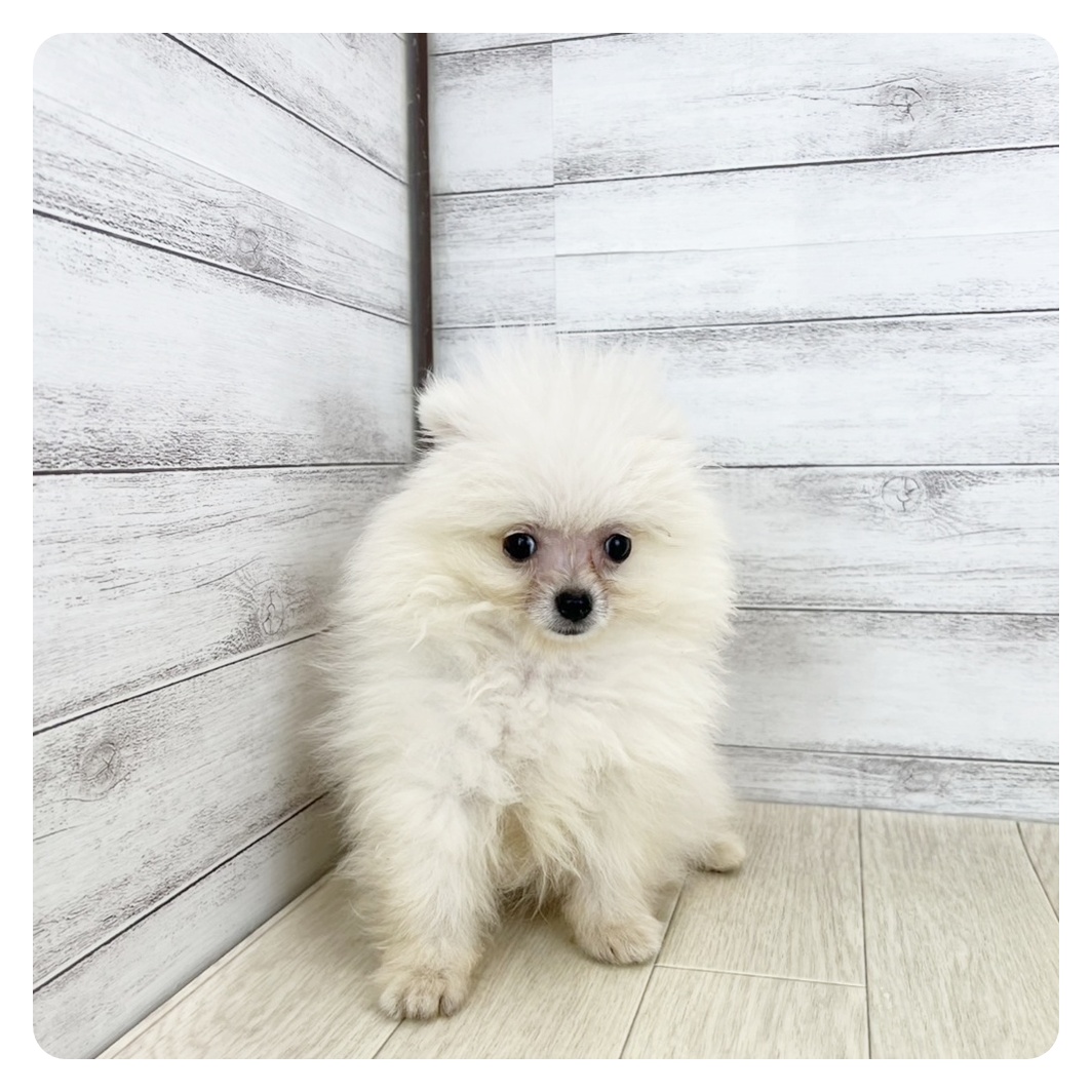 神奈川県のポメラニアン (犬の家＆猫の里小田原店/2025年7月5日生まれ/男の子/クリーム)の子犬の1枚目の画像
