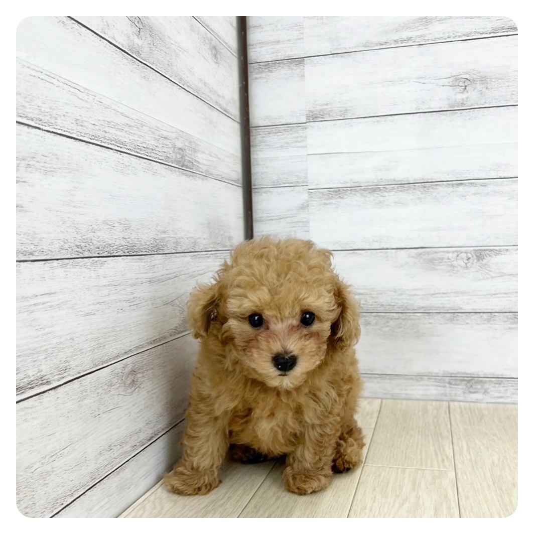 兵庫県のトイプードル(トイ) (犬の家＆猫の里尼崎店/2025年7月23日生まれ/女の子/オレンジフォーン)の子犬