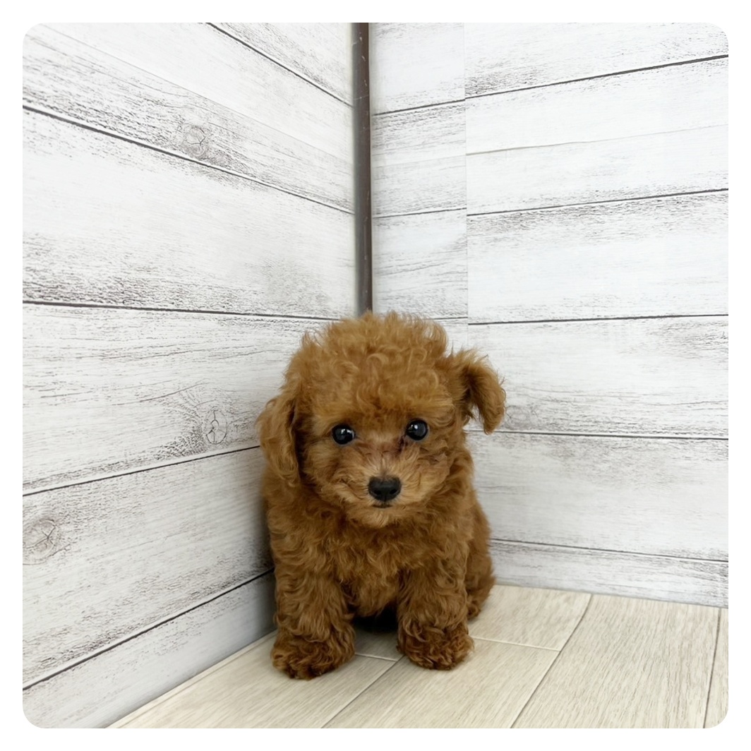 愛知県のトイプードル(トイ) (犬の家＆猫の里一宮店/2025年7月23日生まれ/男の子/レッドフォーン)の子犬の2枚目の画像