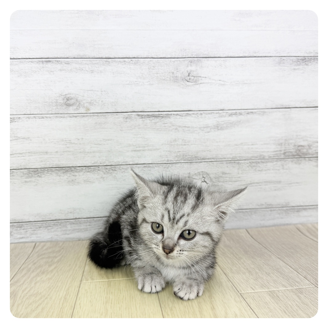 愛知県のアメリカンショートヘアー (犬の家＆猫の里MiO香久山店/2025年7月23日生まれ/女の子/シルバータビー)の子猫の2枚目の画像