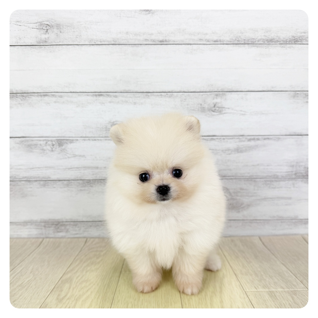 愛知県のポメラニアン (犬の家＆猫の里一宮店/2025年7月23日生まれ/女の子/クリーム)の子犬