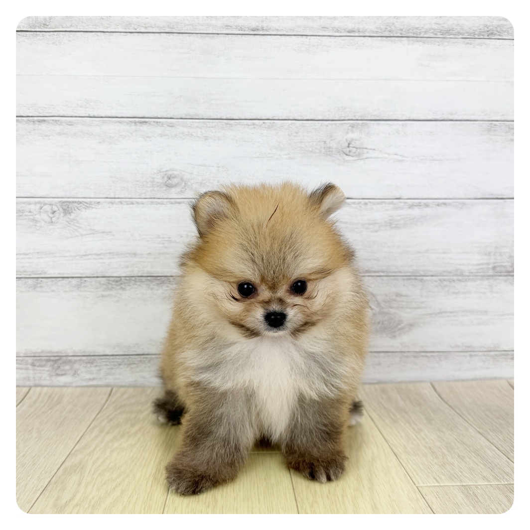 愛知県のポメラニアン (犬の家＆猫の里碧南店/2025年7月23日生まれ/男の子/オレンジセーブル)の子犬の2枚目の画像