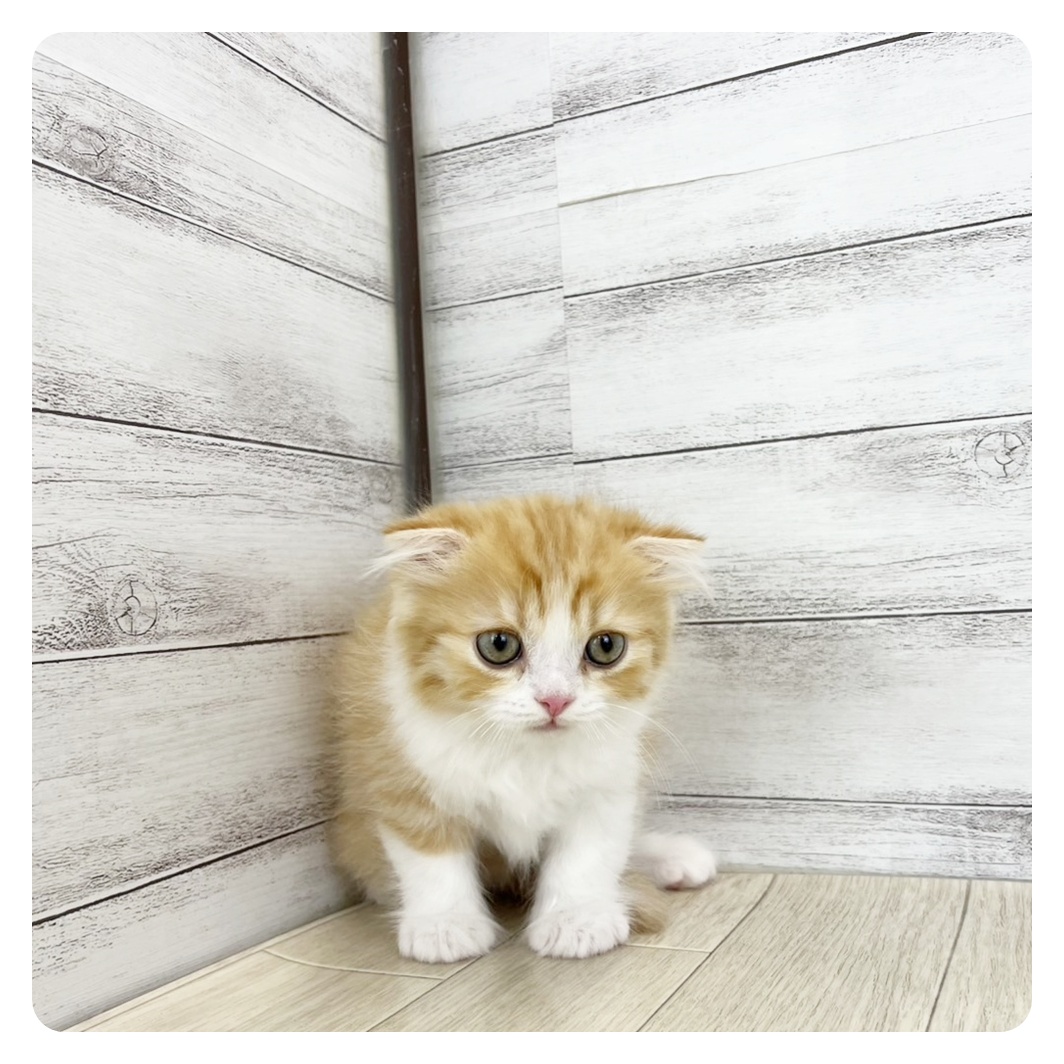 愛知県のスコティッシュフォールド (犬の家＆猫の里愛知刈谷店/2025年7月20日生まれ/男の子/レッドタビーホワイト)の子猫の2枚目の画像