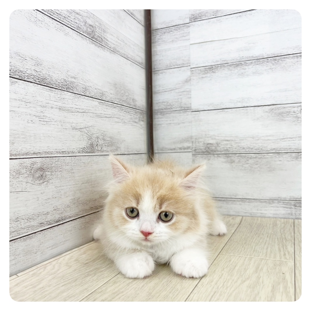 石川県のスコティッシュストレート (犬の家＆猫の里金沢店/2025年7月20日生まれ/男の子/クリームタビーホワイト)の子猫