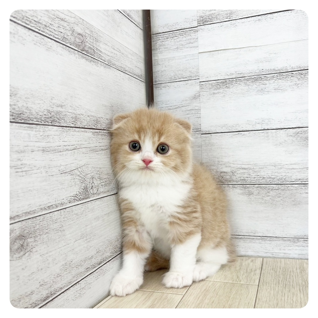 福井県のスコティッシュフォールド (犬の家＆猫の里アミーゴ福井大和田店/2025年7月13日生まれ/男の子/クリームタビーホワイト)の子猫