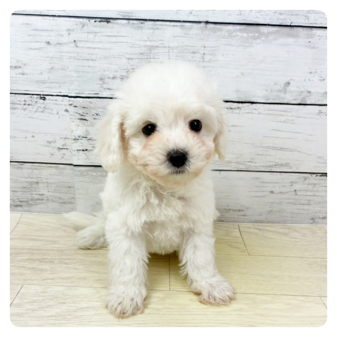 兵庫県のビションフリーゼ (犬の家＆猫の里ゆめタウン姫路店/2025年7月23日生まれ/女の子/ホワイト)の子犬の2枚目の画像