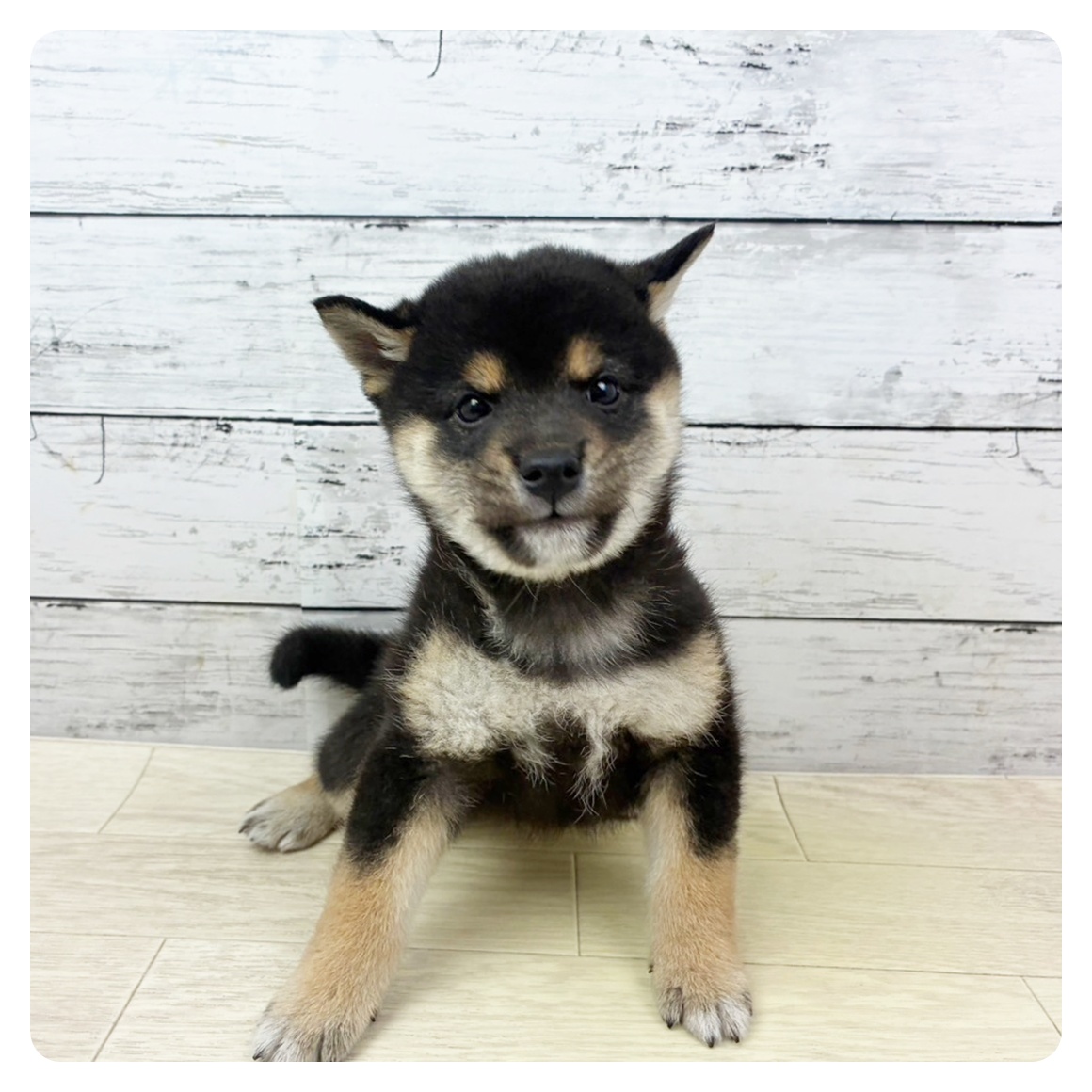 兵庫県の柴犬(標準サイズ) (犬の家＆猫の里川西店/2025年7月23日生まれ/男の子/黒)の子犬の2枚目の画像