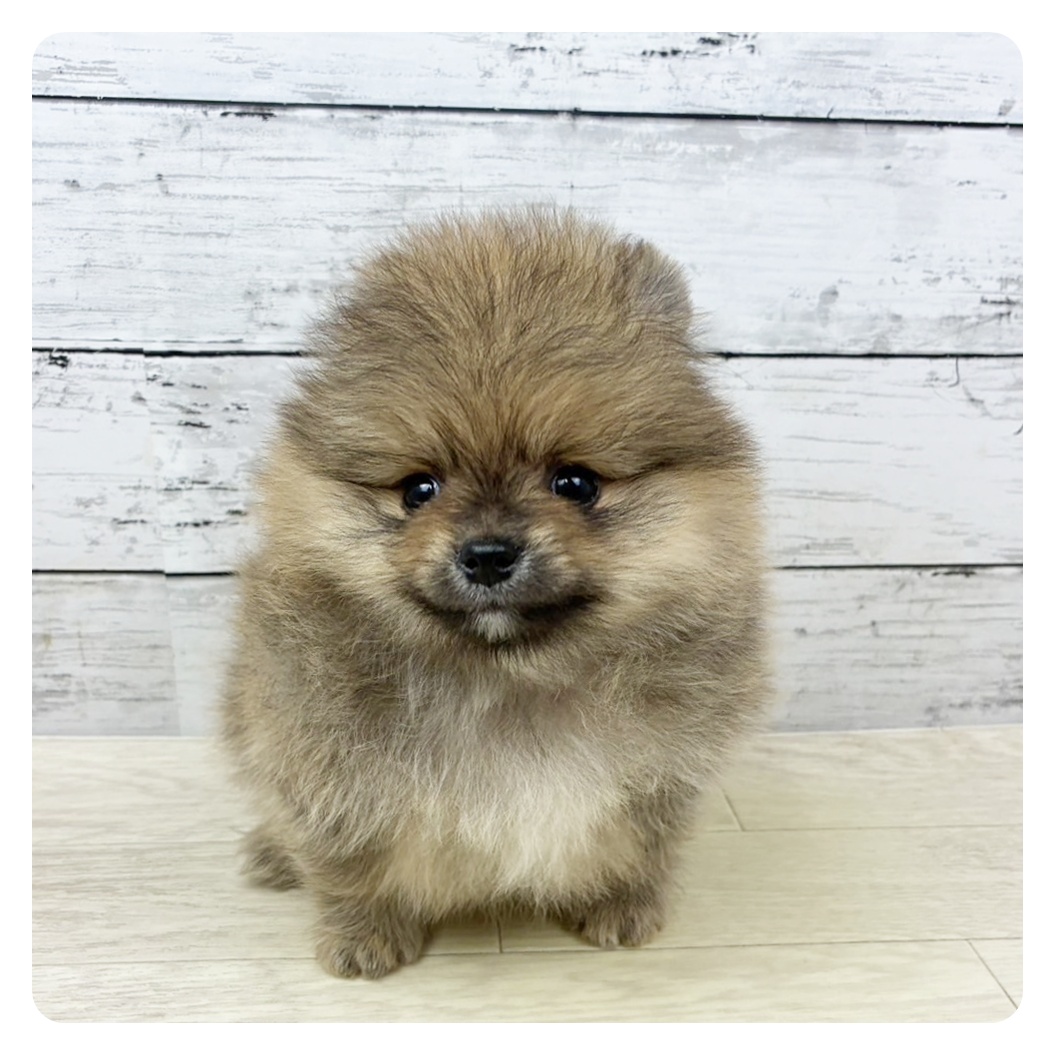 福井県のポメラニアン (犬の家＆猫の里福井店/2025年7月23日生まれ/男の子/オレンジ)の子犬の2枚目の画像