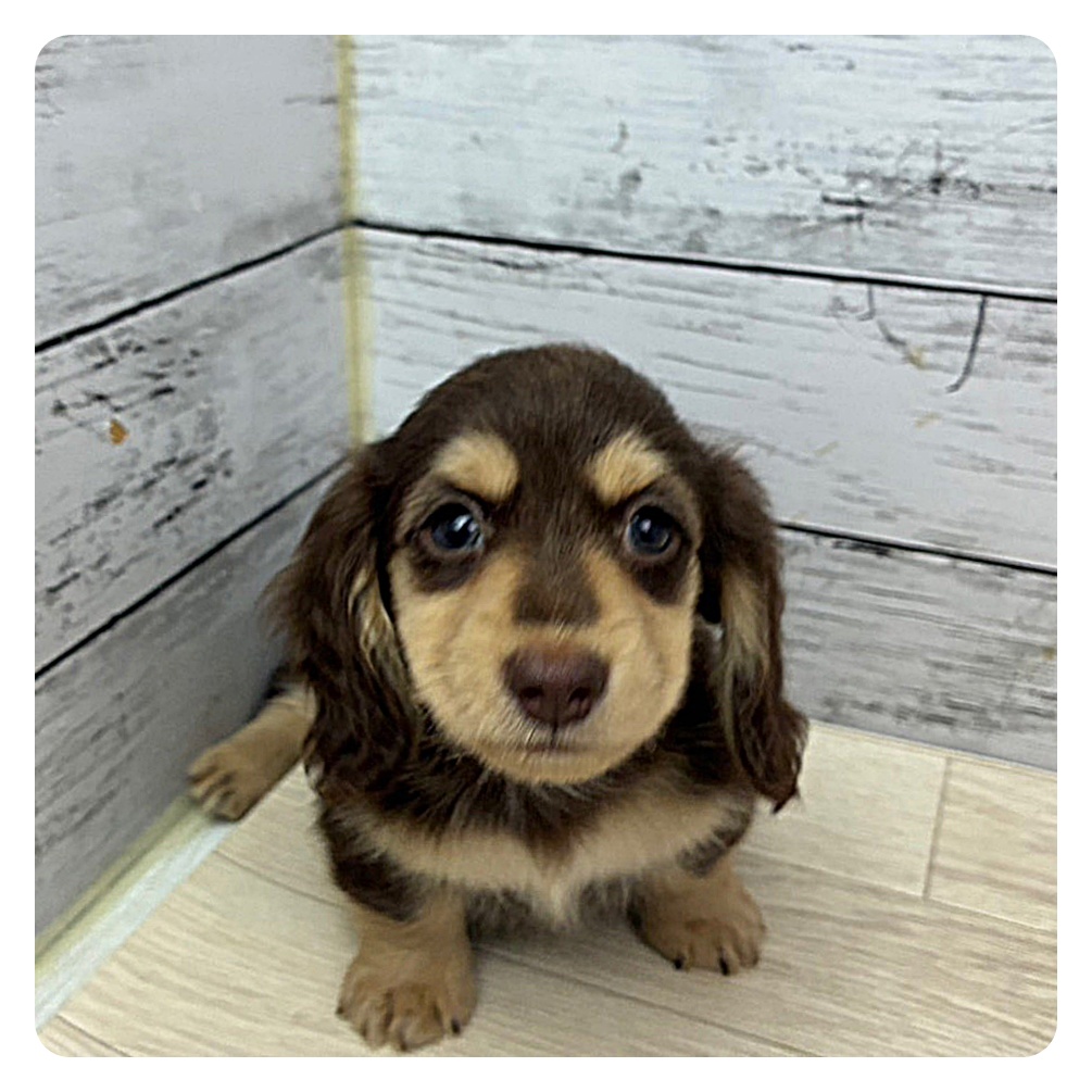 滋賀県のミニチュアダックスフンド(ロング) (犬の家＆猫の里長浜店/2025年7月22日生まれ/女の子/チョコレートイエロー)の子犬の2枚目の画像