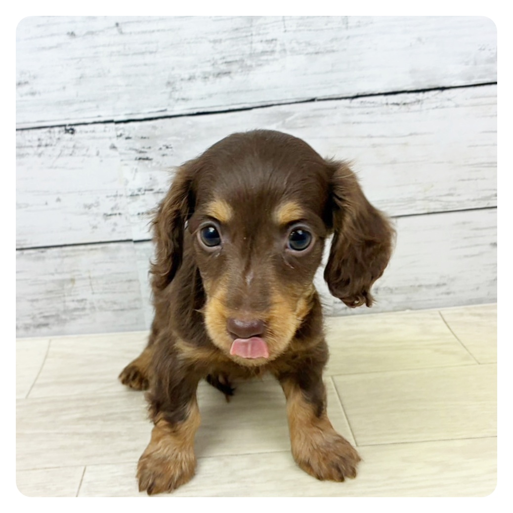 京都府のミニチュアダックスフンド(ロング) (犬の家＆猫の里京都精華店/2025年7月9日生まれ/男の子/ブラウンタン)の子犬の3枚目の画像