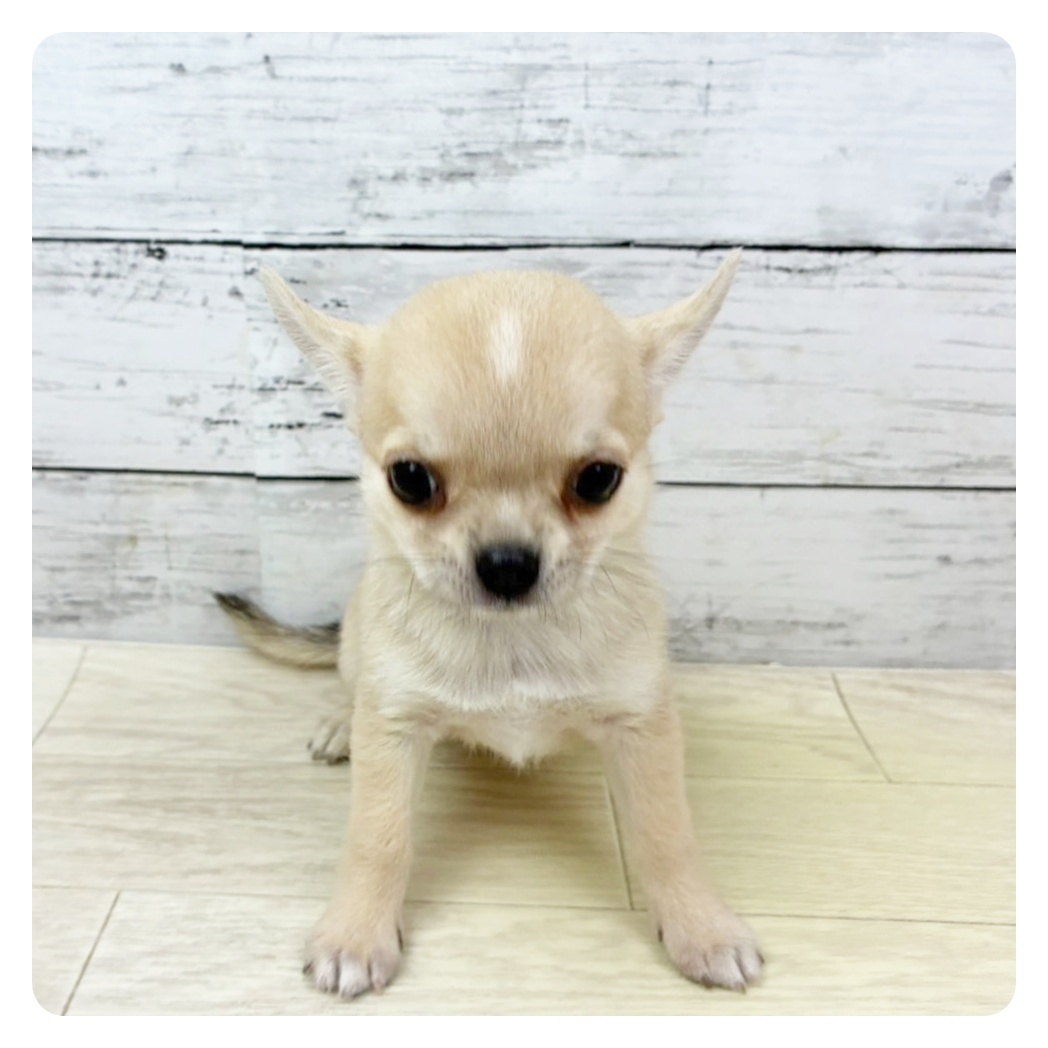京都府のチワワ(スムース) (犬の家＆猫の里京都精華店/2025年7月24日生まれ/男の子/フォーン)の子犬の4枚目の画像