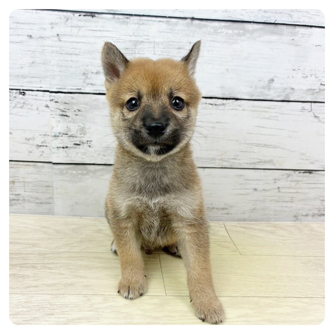 兵庫県の豆柴 (犬の家＆猫の里カナート西神戸店/2025年7月23日生まれ/男の子/赤)の子犬