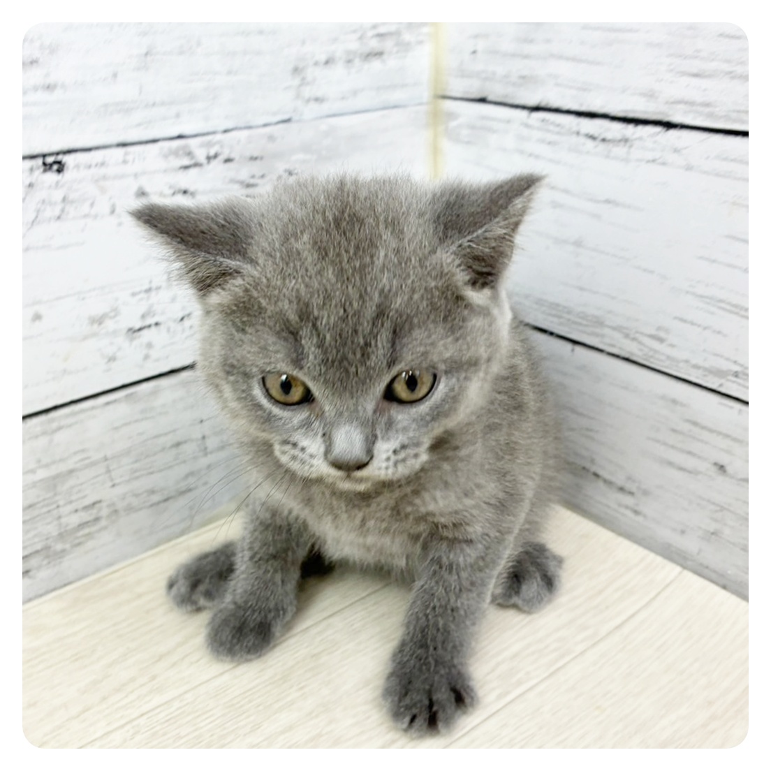 兵庫県のブリティッシュショートヘアー (犬の家＆猫の里ゆめタウン姫路店/2025年7月23日生まれ/女の子/ブルー)の子猫の2枚目の画像