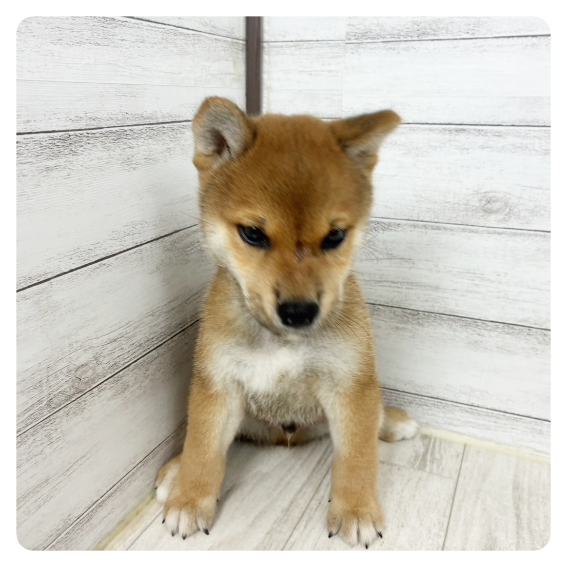 兵庫県の柴犬(標準サイズ) (犬の家＆猫の里ニッケパークタウン加古川店/2025年7月24日生まれ/男の子/赤)の子犬の2枚目の画像