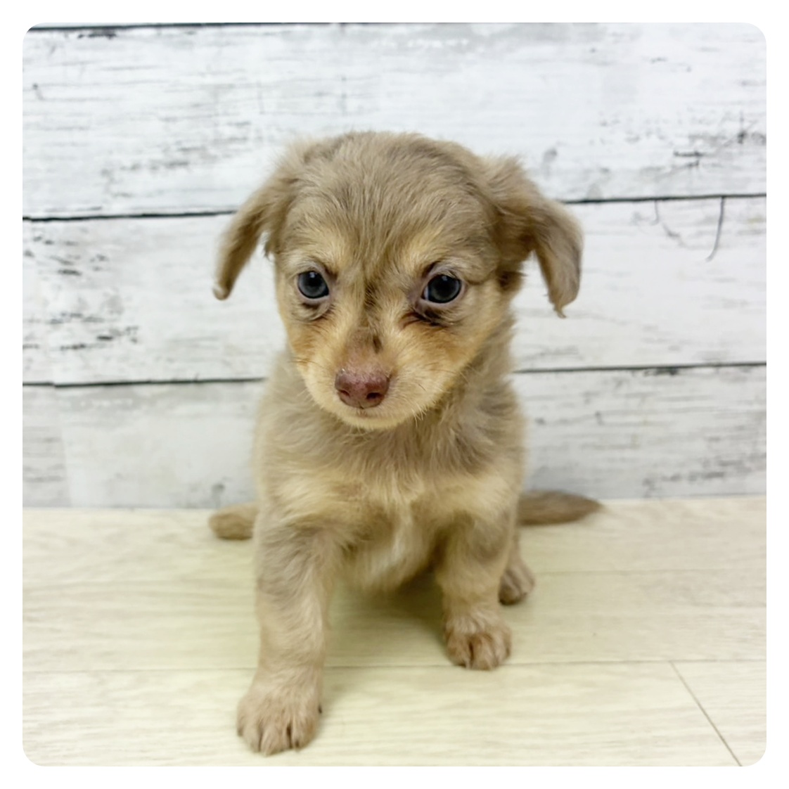 福井県のチワックス(チワワ×ダックス) (犬の家＆猫の里アミーゴ福井大和田店/2025年7月20日生まれ/男の子/チョコレートマール)の子犬