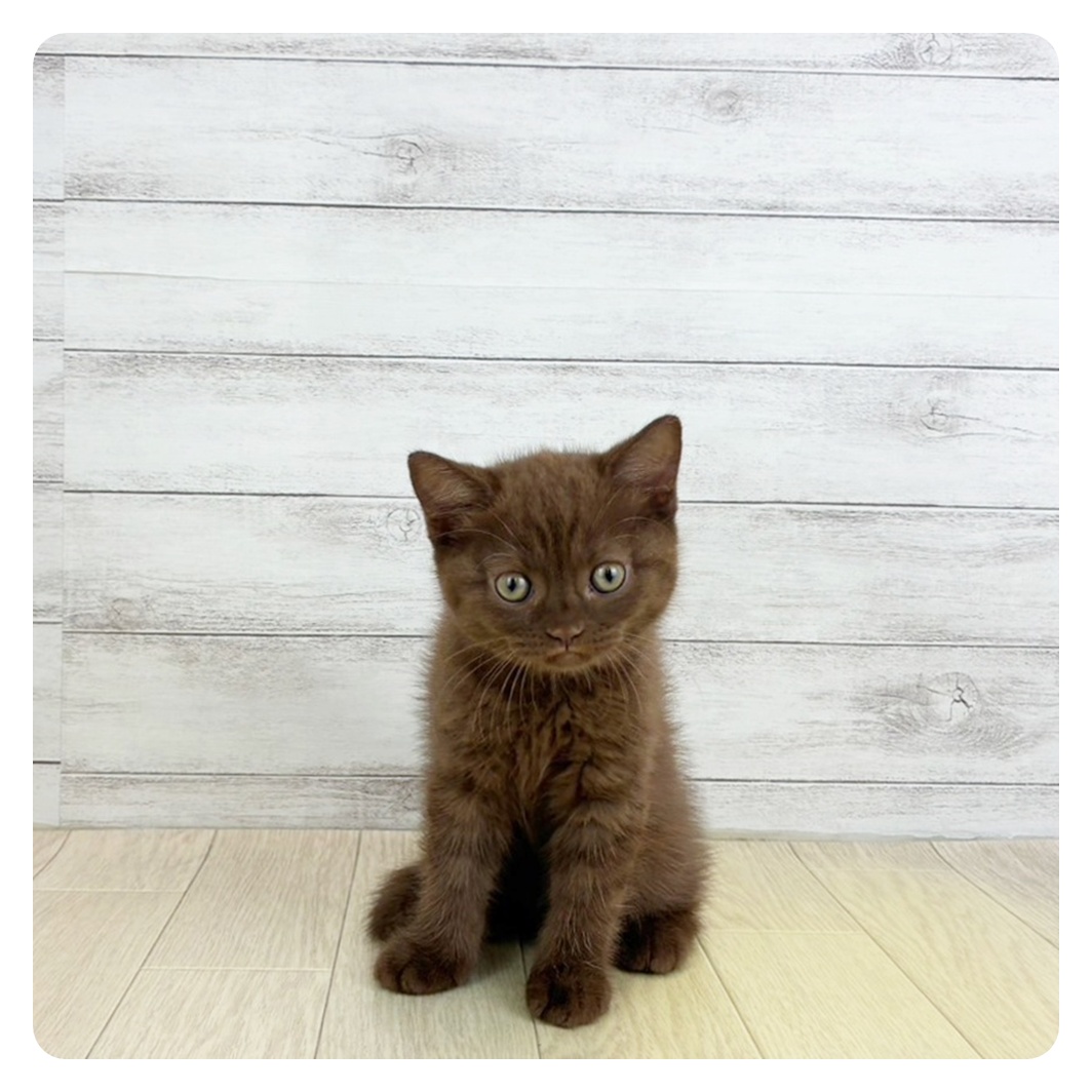 兵庫県のブリティッシュショートヘアー (犬の家＆猫の里川西店/2025年7月24日生まれ/女の子/チョコレート)の子猫