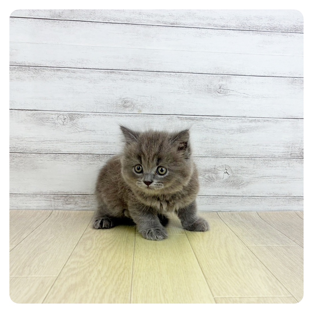 愛知県のブリティッシュロングヘアー (犬の家＆猫の里岡崎店/2025年7月23日生まれ/男の子/ブルー)の子猫の3枚目の画像