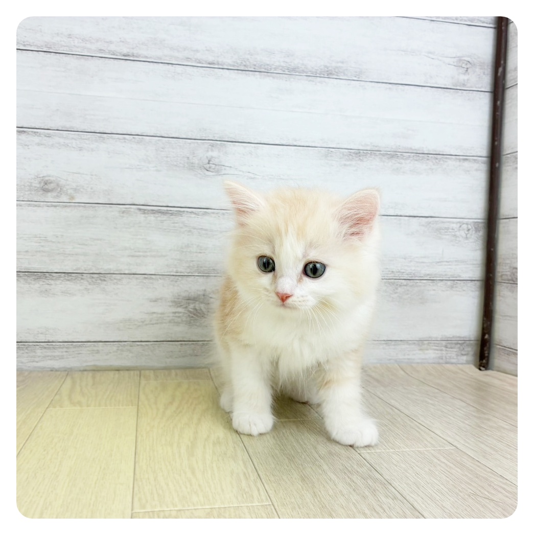 富山県のミヌエット (犬の家＆猫の里アミーゴ高岡蓮花寺店/2025年7月22日生まれ/男の子/カメオタビーホワイト)の子猫