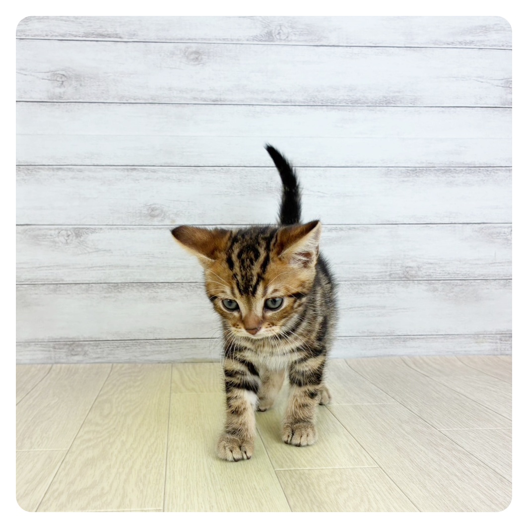 岐阜県のアメリカンショートヘアー (犬の家＆猫の里中津川店/2025年7月23日生まれ/男の子/ブラウンタビー)の子猫の2枚目の画像