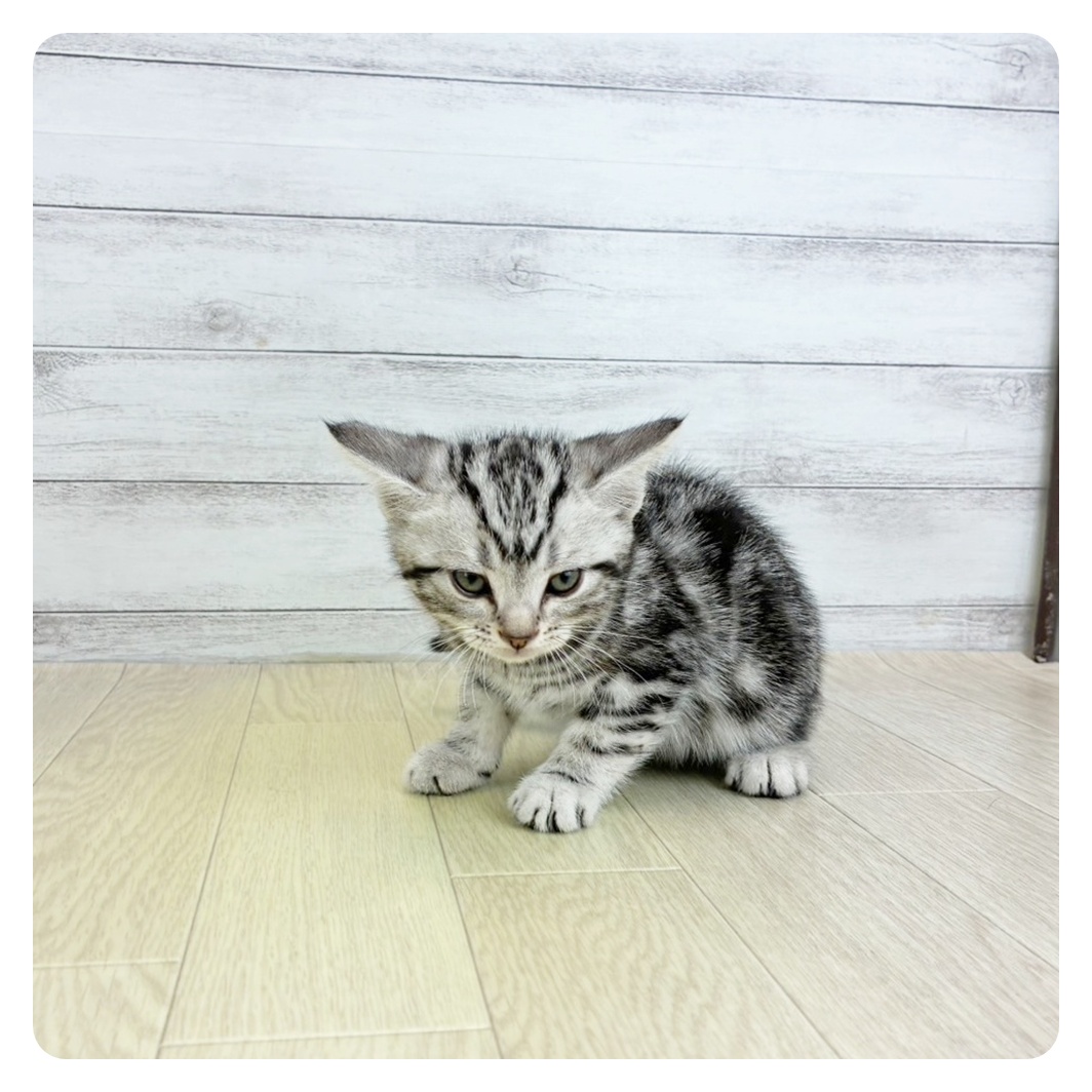東京都のアメリカンショートヘアー (犬の家＆猫の里新宿店/2025年7月23日生まれ/男の子/シルバータビー)の子猫
