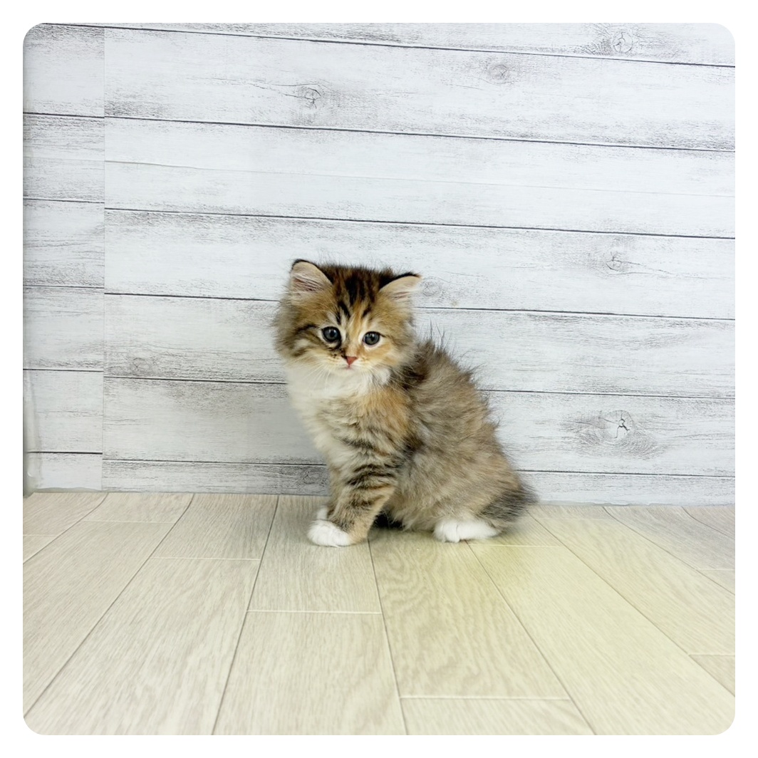 岡山県のサイベリアン (犬の家＆猫の里倉敷店/2025年7月24日生まれ/女の子/ブラウンパッチドタビーホワイト)の子猫の3枚目の画像