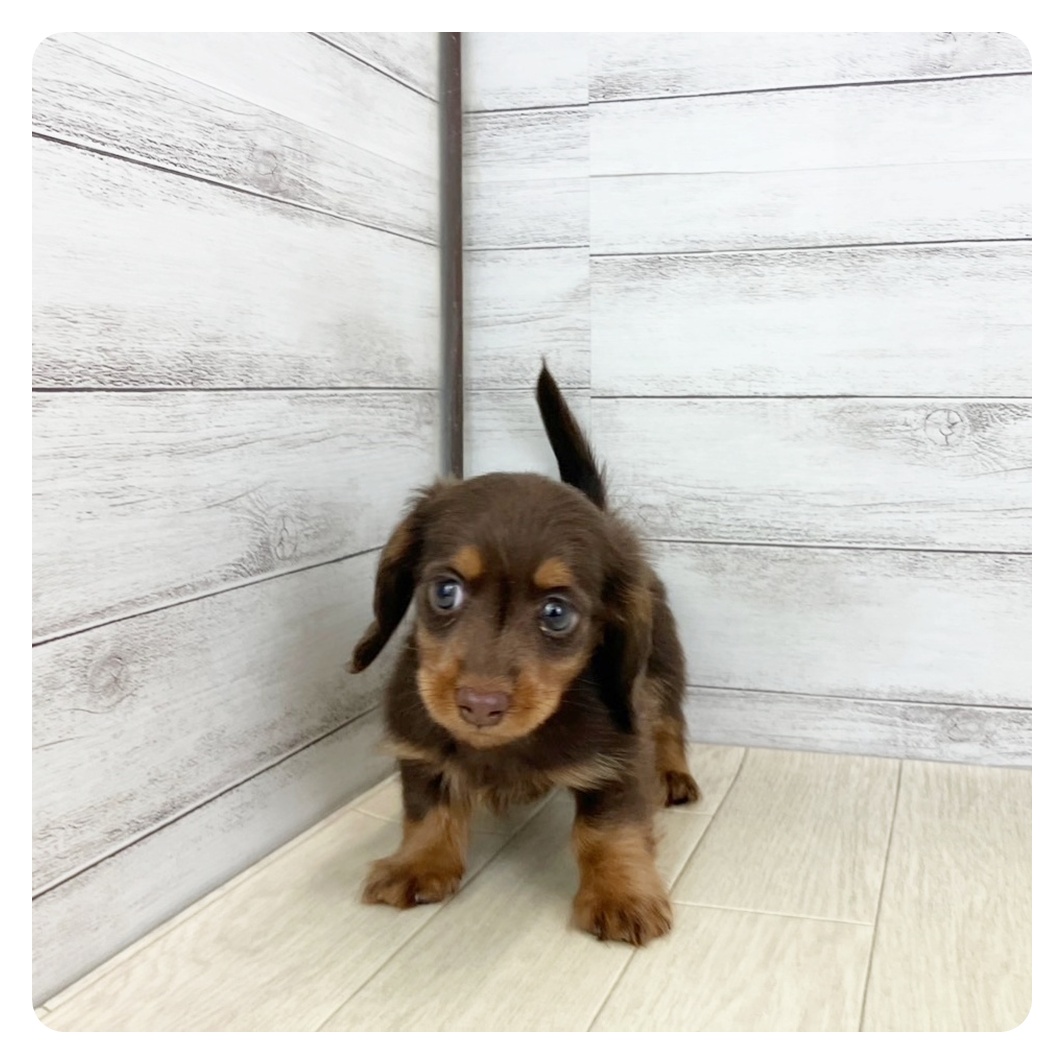 愛知県のミニチュアダックスフンド(ロング) (犬の家＆猫の里MiO香久山店/2025年7月22日生まれ/男の子/チョコレートタン)の子犬の3枚目の画像