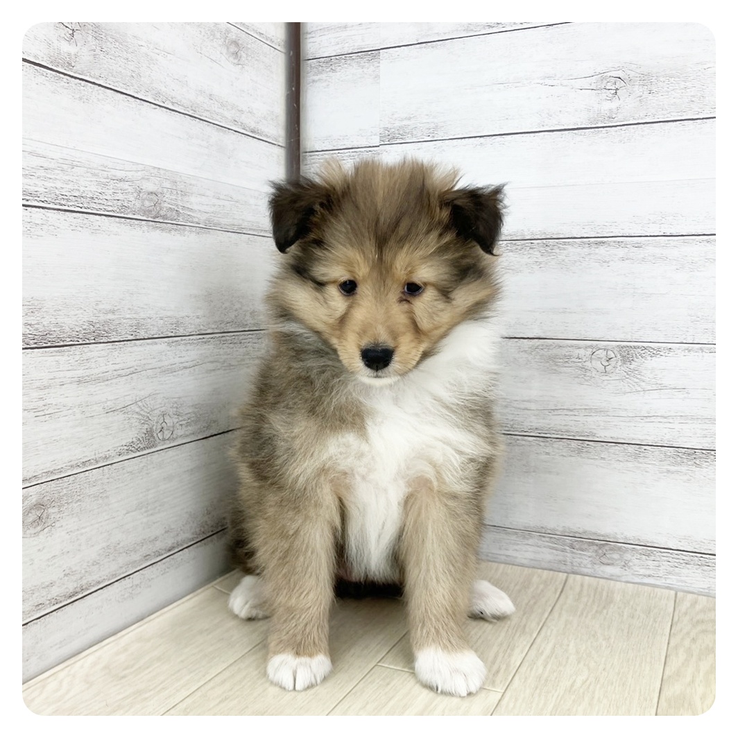 岡山県のシェットランドシープドッグ (犬の家＆猫の里倉敷店/2025年7月24日生まれ/女の子/セーブルホワイト)の子犬の4枚目の画像