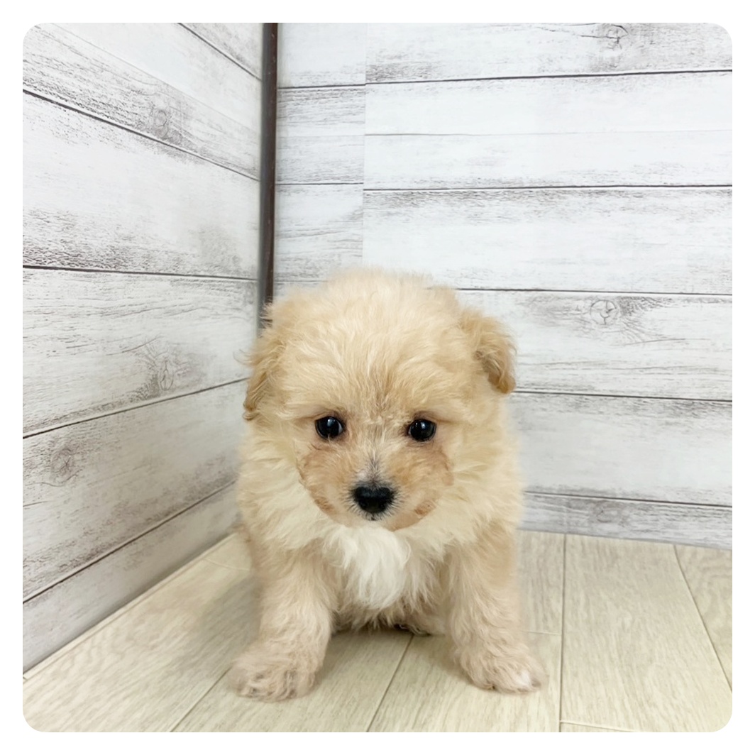 石川県のポメプー(ポメラニアン×プードル) (犬の家＆猫の里金沢店/2025年7月26日生まれ/女の子/クリーム)の子犬